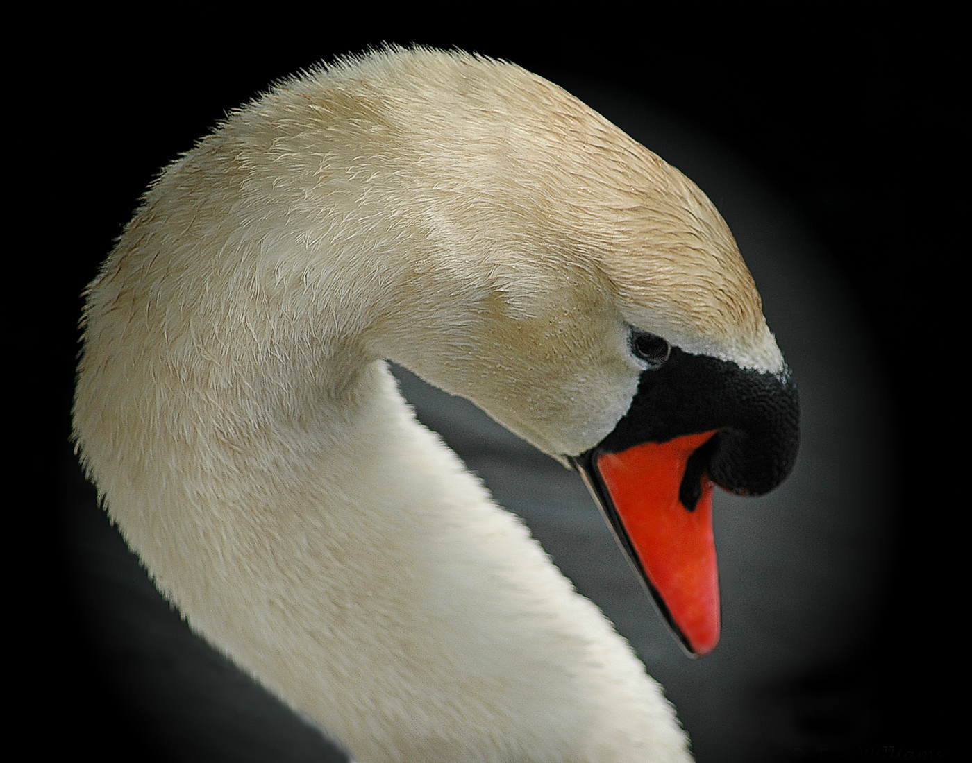 1st PrizeOpen Color In Class 3 By Thomas Williams For Mute Swan NOV-2023.jpg